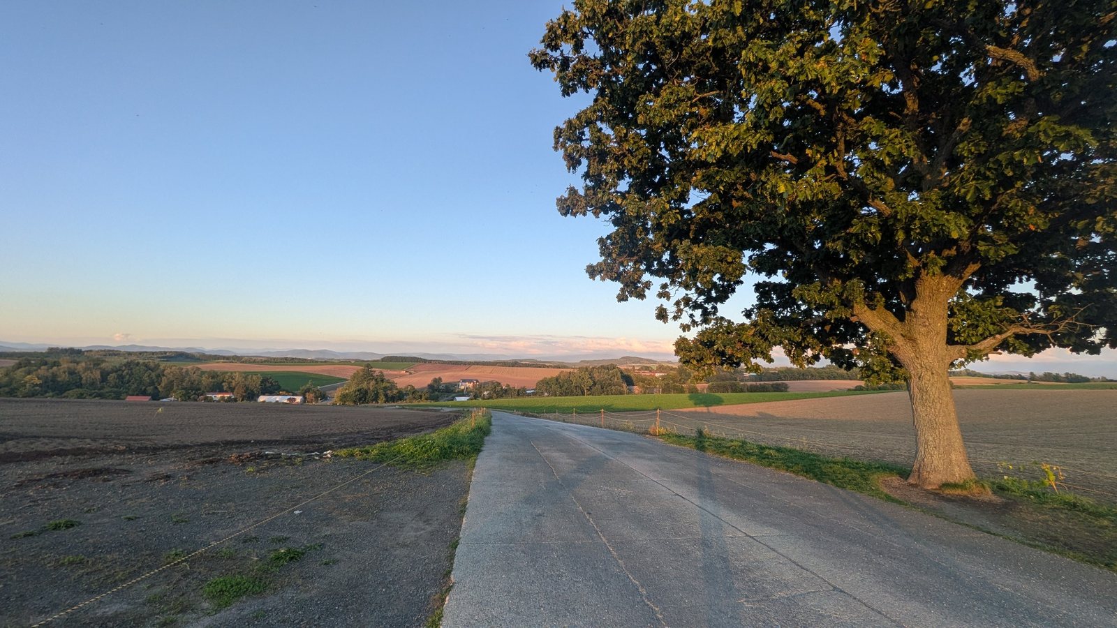 A quiet country road and a large tree in Biei, Hokkaido